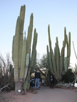 Desert Botanical Gardens