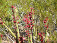 Desert Botanical Gardens